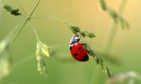 ladybug-1480102_1280